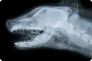 ISVD_獸醫牙科小學堂