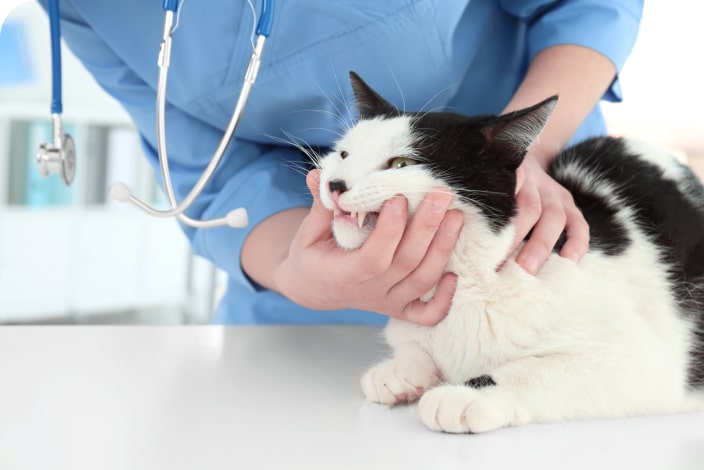 ISVD－根管訓聯營